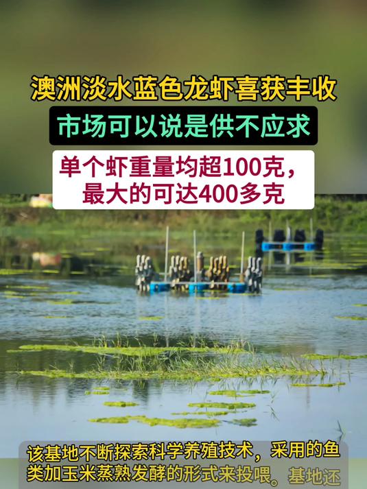厉害!这种虾市场供不应求,是养虾的新希望!