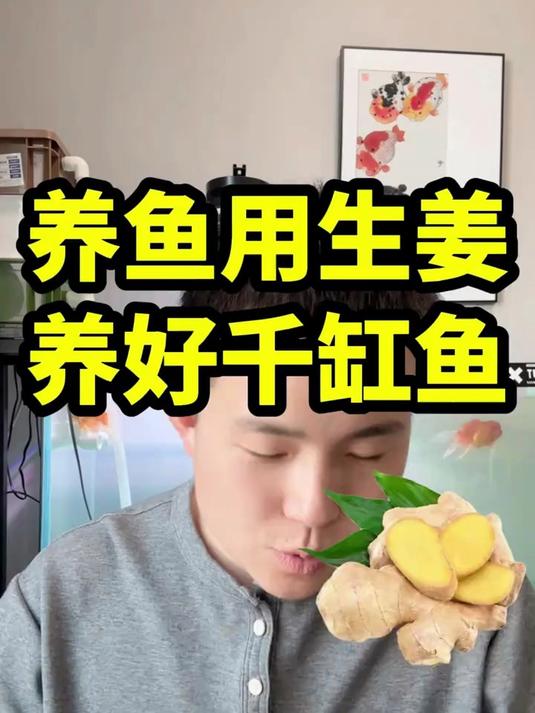 养鱼用生姜，养好千缸鱼
