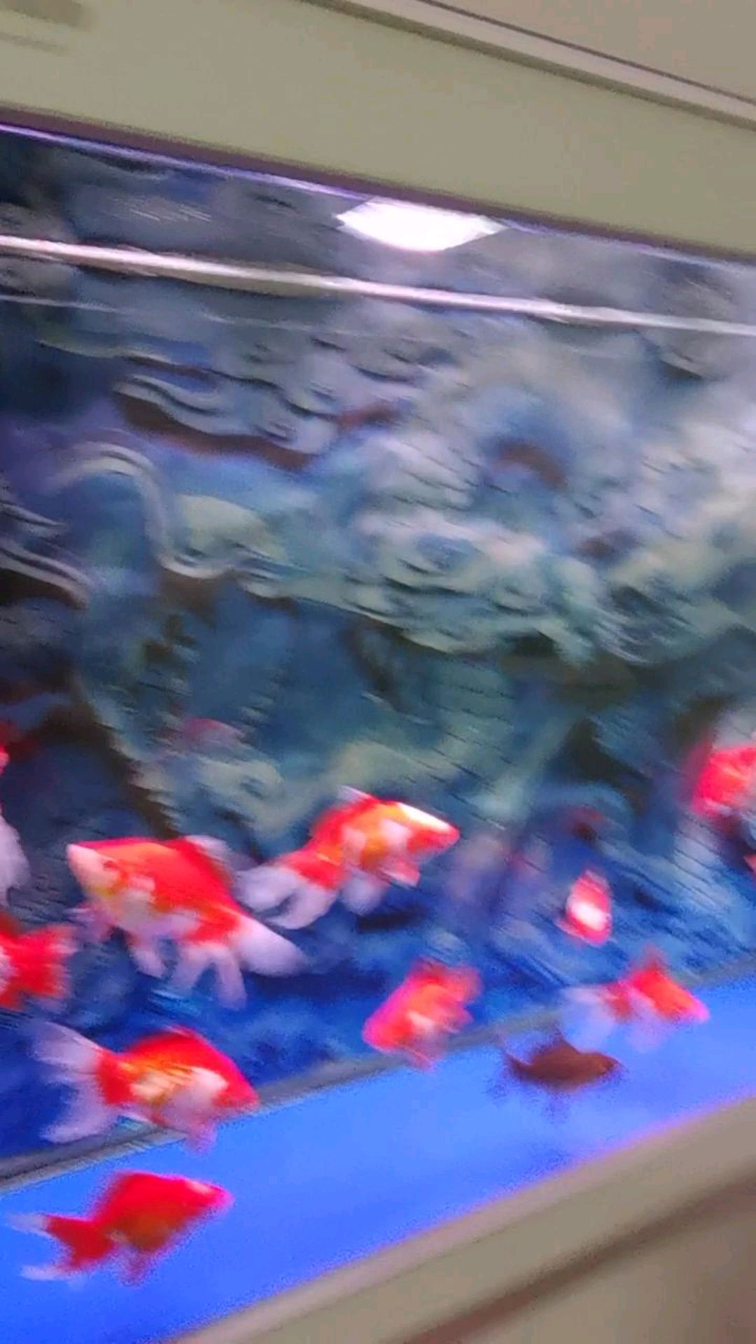 大鱼缸里面有一条锦鲤柠檬生病了,昨天发现了今个儿必须把它进行隔离,加了一些药物