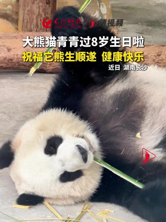 大熊猫青青过8岁生日啦！祝福它熊生顺遂，健康快乐！