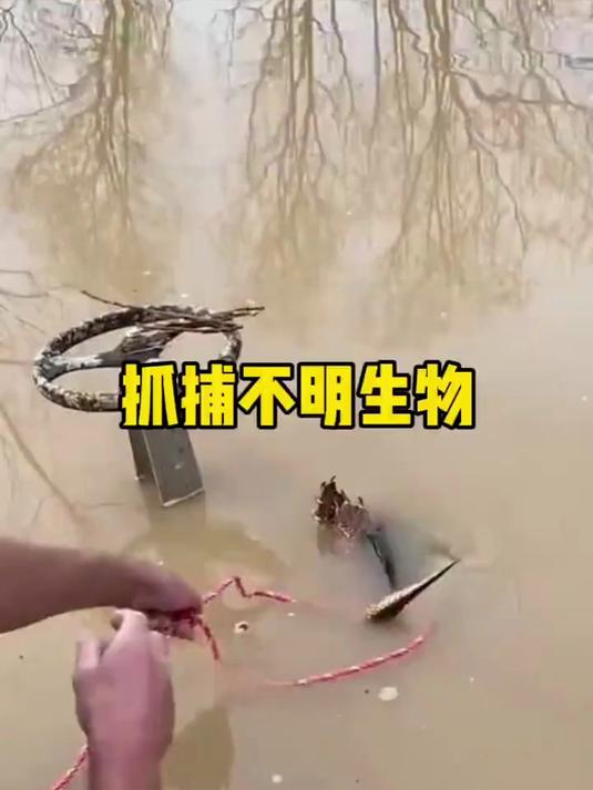 一只不明生物堵住了男人家鱼塘的出水口,男人拿来绳子准备拽出来
