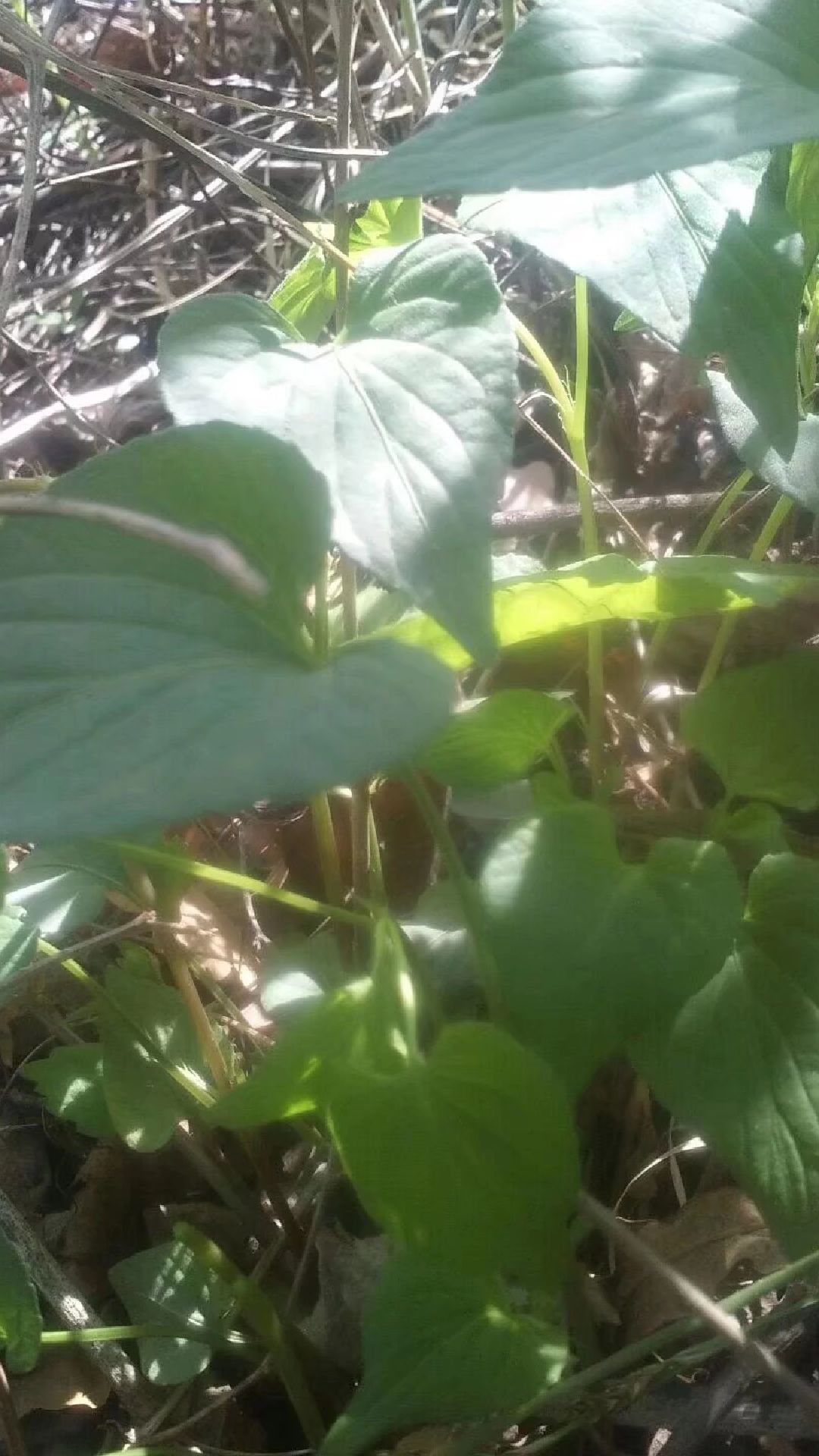 药食两用山野菜鸡腿堇菜