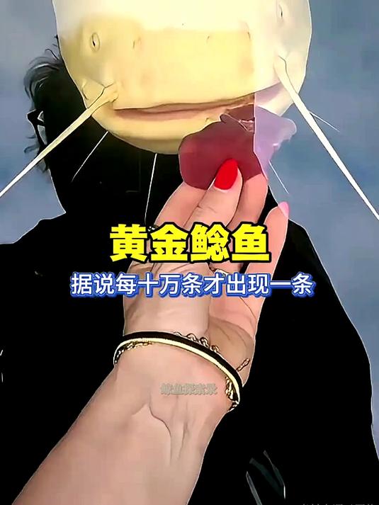 黄金鲶鱼,据说每10万条才出现一条