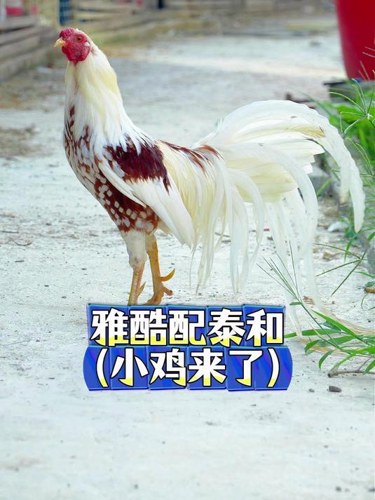 雅酷哈马鸡配泰和乌鸡 后代小鸡出来了