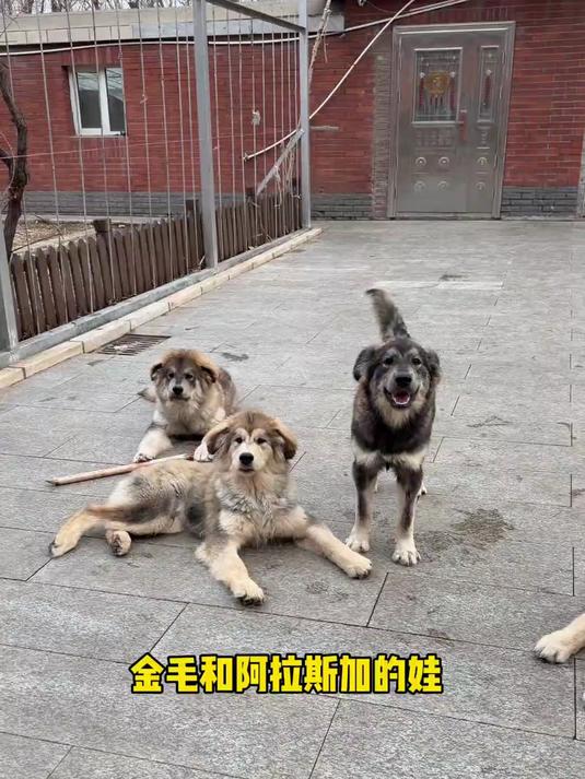 一定会丑小鸭变白天鹅的吧…… #万物可爱计划# #踢开世界的门#