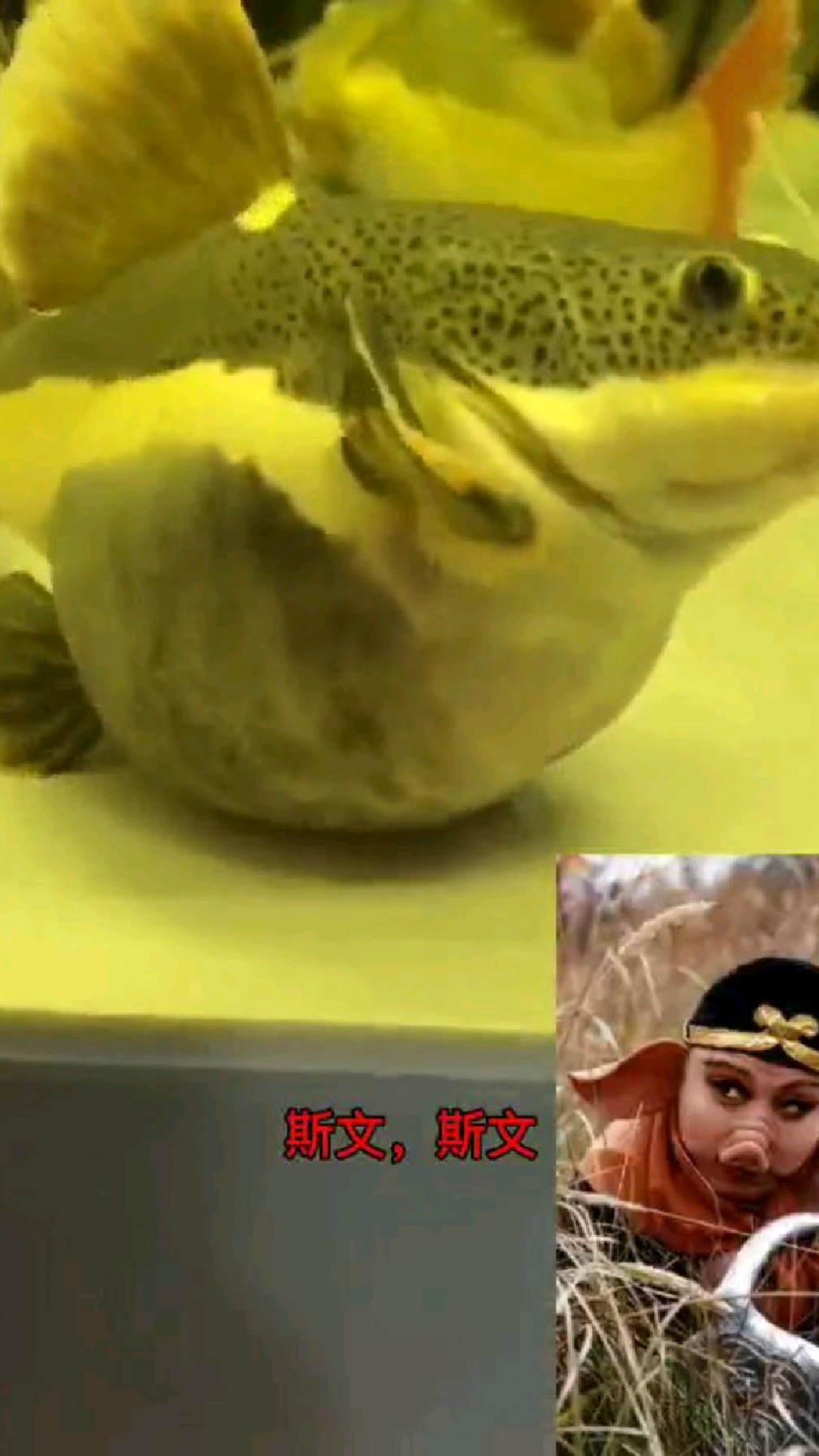 招财猫鱼,真是合体之王!