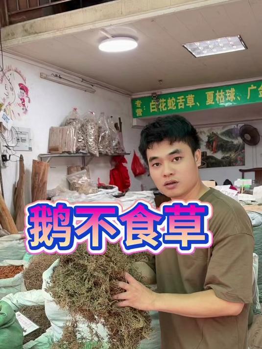 野生鹅不食草,好处多多