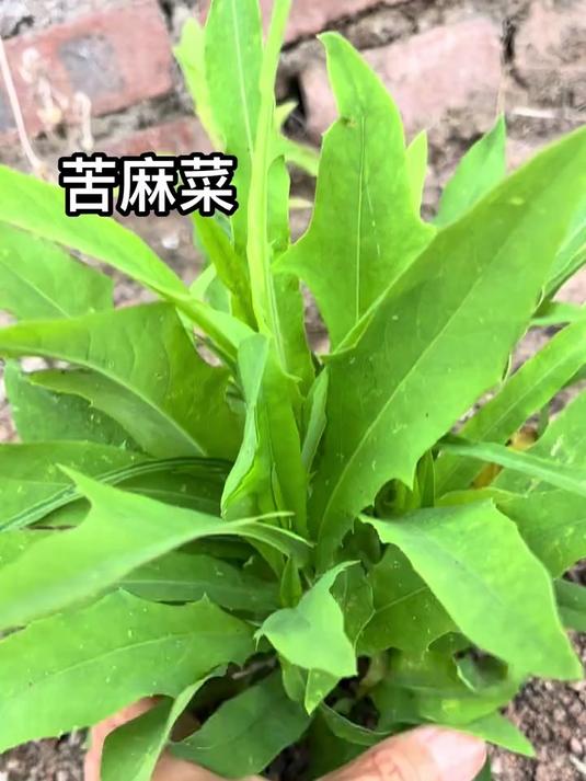 苦麻菜味虽苦,却是清热去火的天然佳蔬