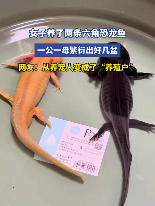女子养了两条六角恐龙鱼，一公一母繁衍出好几盆