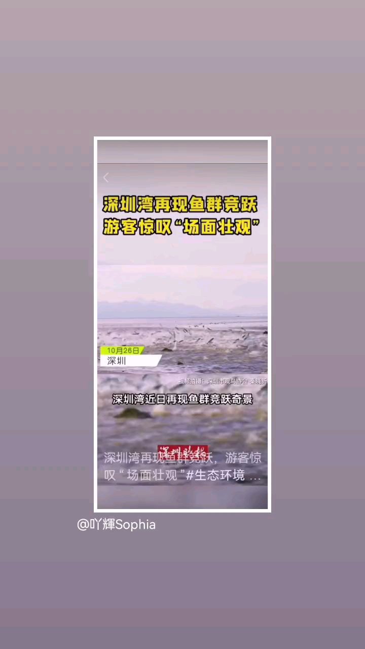 鱼跃海平面,壮观