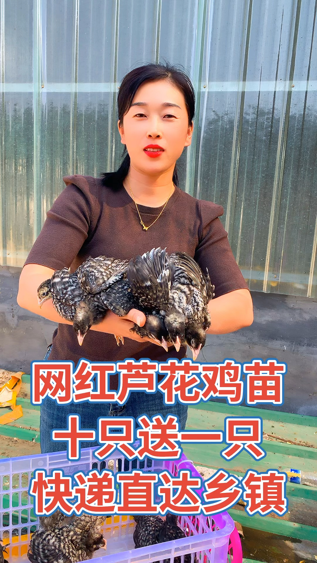 汶上纯种芦花鸡苗,成年种鸡,产蛋芦花鸡