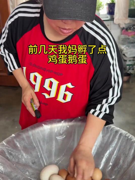 今天来给鸡蛋鹅蛋做b超了,关心小鸡小鹅的朋友们看过来
