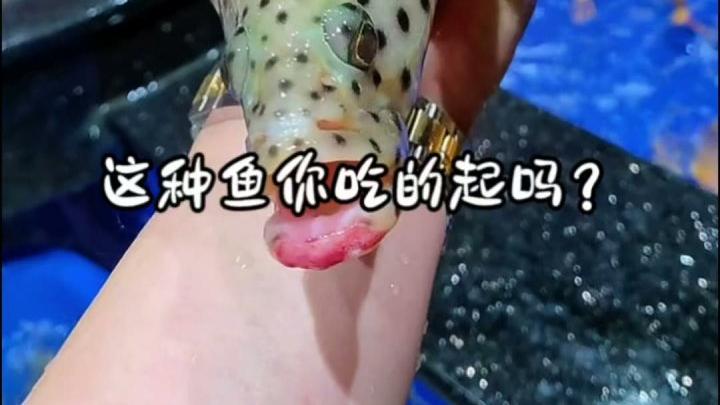 盘点16种常见食用鱼类，从家常菜到珍稀品种，看看你品尝过其中哪几种美味？#鱼#淡水鱼#海鱼