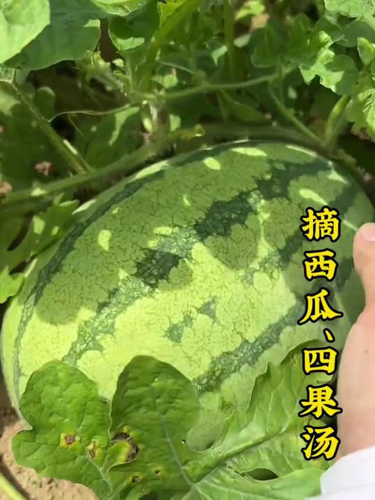 夏天和四果汤更配哦