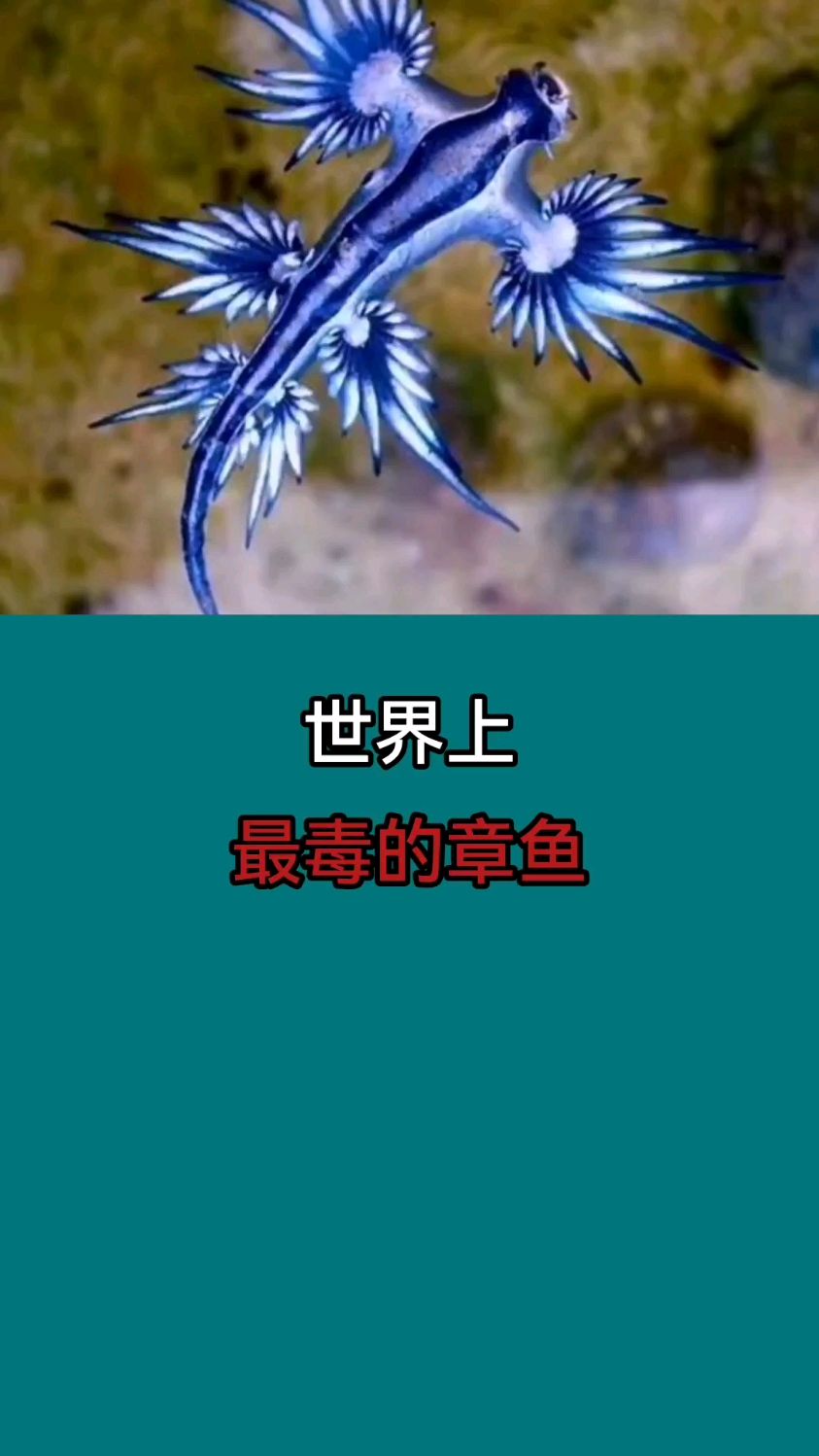 世界上,最毒的章鱼