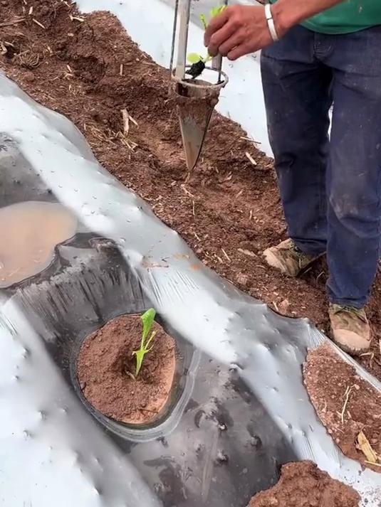 菜苗还可以这样种