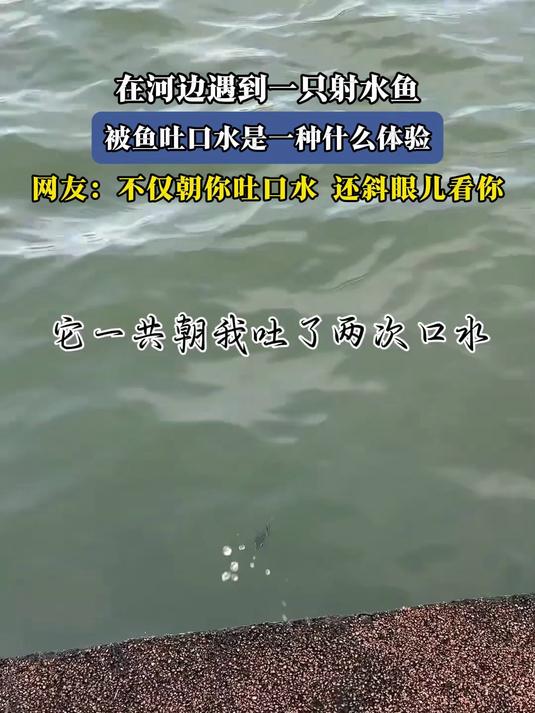 在河边遇到一只射水鱼,被鱼吐口水是一种什么体验