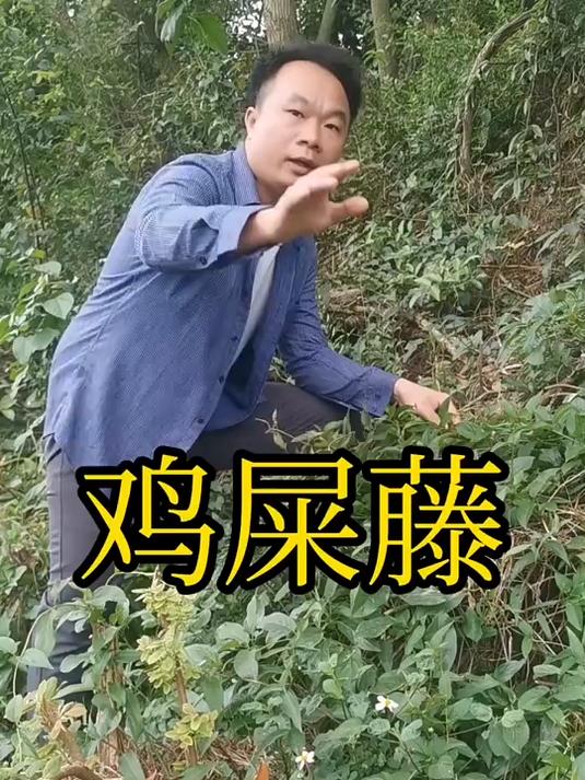 鸡屎藤,中草药科普中药养生