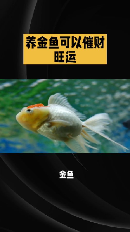 金鱼的由来和风水作用