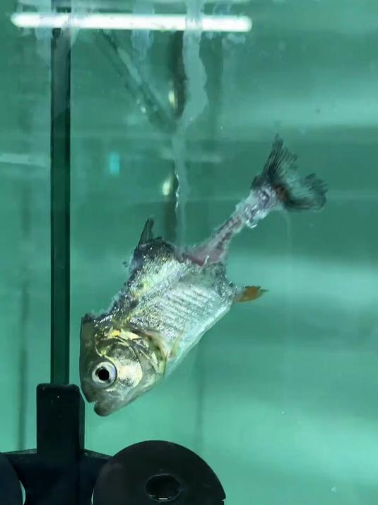 刀疤，活下去给大家伙看看 #水虎鱼#