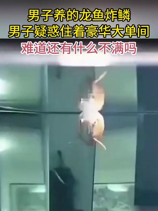 男子养的龙鱼炸鳞 男子疑惑住着豪华大单间 难道还有什么不满吗