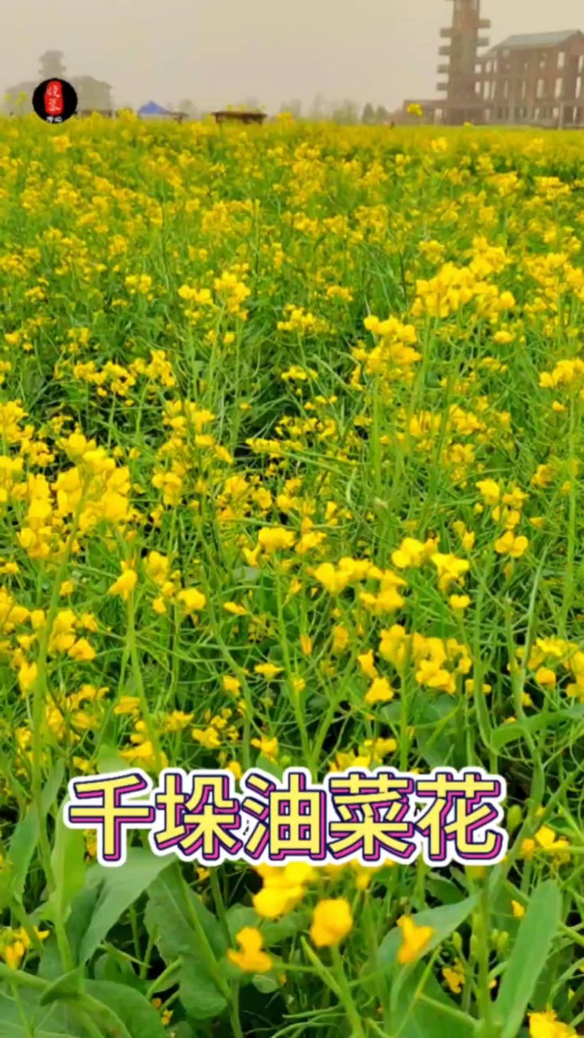 徜徉千垛油菜花海,别样的体验