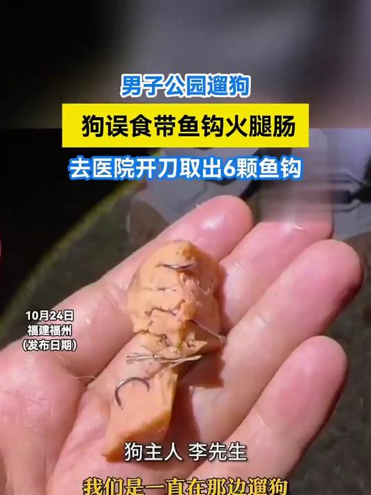 男子公园遛狗,狗误食带鱼钩火腿肠