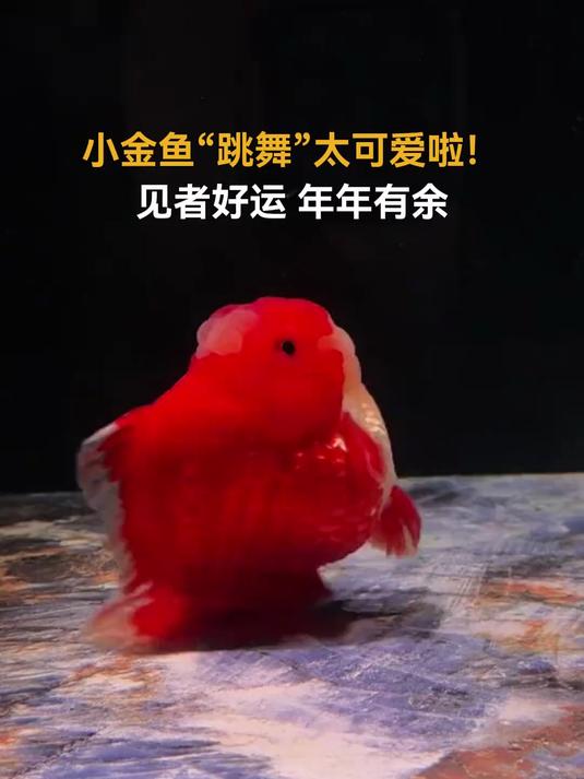 小金鱼“跳舞”太可爱啦!