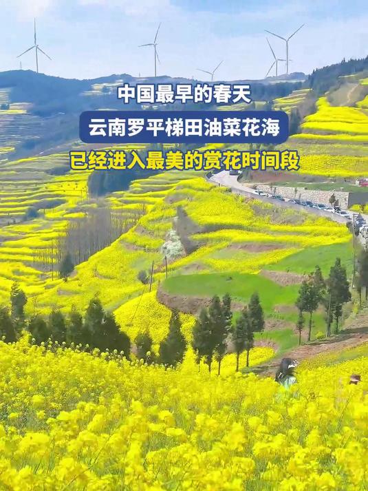 #花满春城我代言#中国最早的春天，云南罗平梯田油菜花海，已经进入最美的赏花时间段