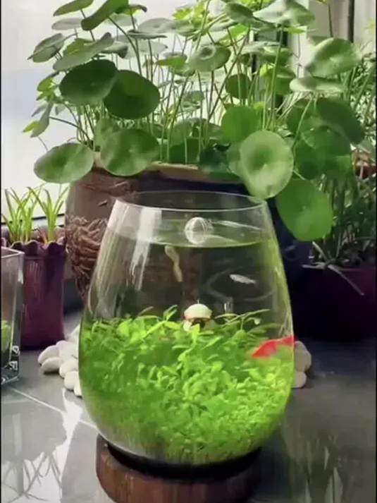 真水草种子盆栽套餐 水培绿植 打造精美鱼缸造景