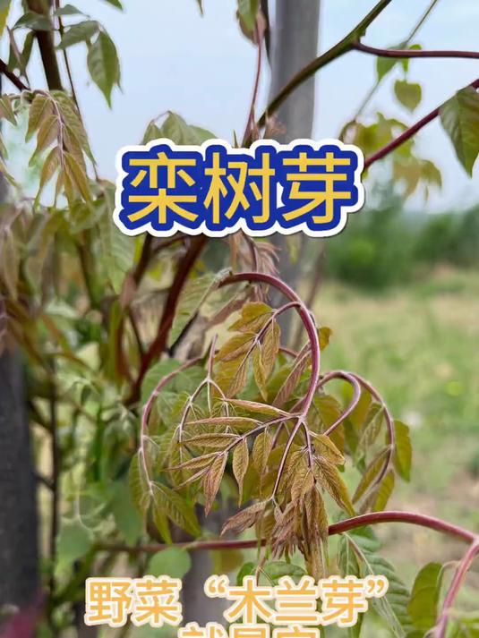 栾树芽 木兰芽说的就是它。