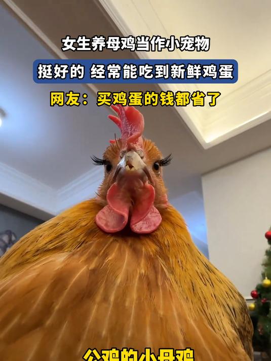 女生养母鸡当作小宠物,挺好的 经常能吃到新鲜鸡蛋