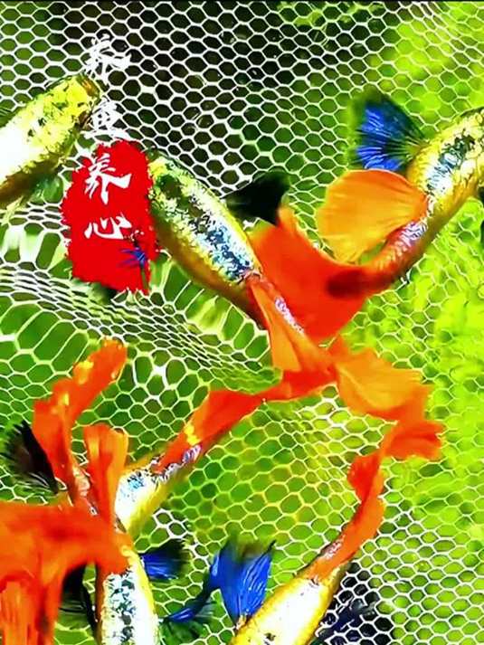 杂袍孔雀鱼轻松养爆缸,好活爱繁殖,鱼缸必备