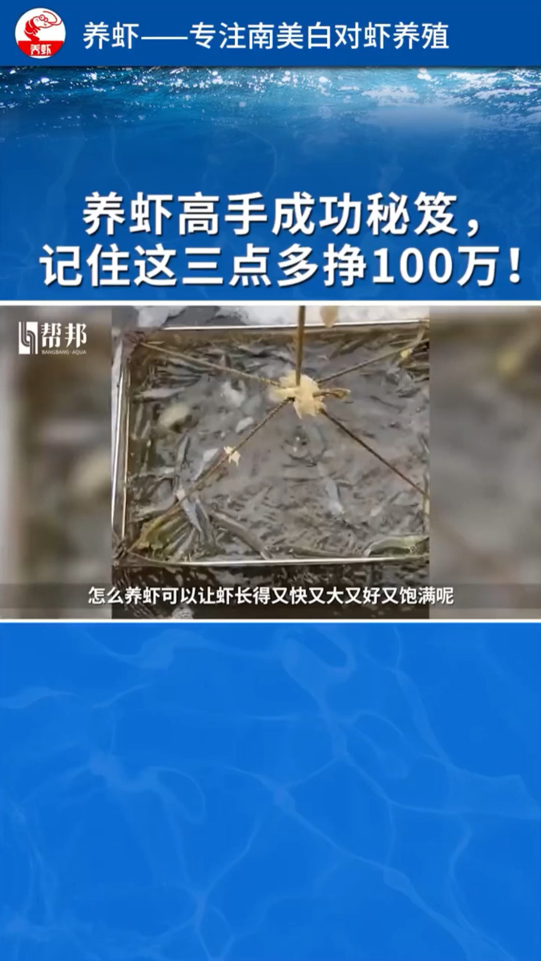 工厂化养虾高密度养殖镀锌板帆布鱼池养虾人怎么养殖南美白对虾养虾高手成功秘笈多赚钱