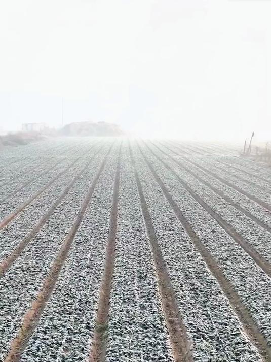 「霜打菠菜」河南趴地菠菜露天当季新鲜红根圆叶本地正宗叶菜矮脚