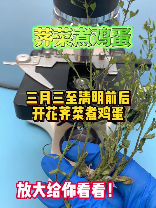 荠菜煮鸡蛋的好处你知道吗,放大开花荠菜给你看看
