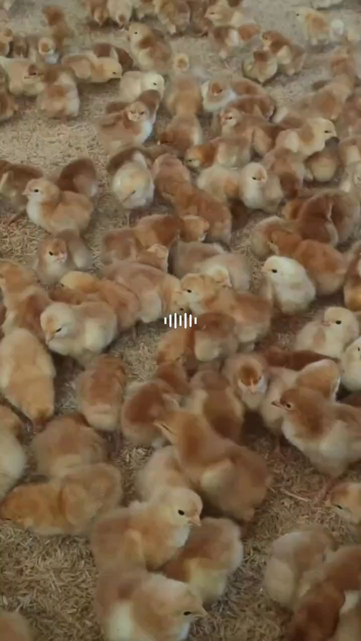 兖州区九斤红种鸡场常年批发九斤红公鸡苗,佳红公鸡苗,红玉公鸡苗