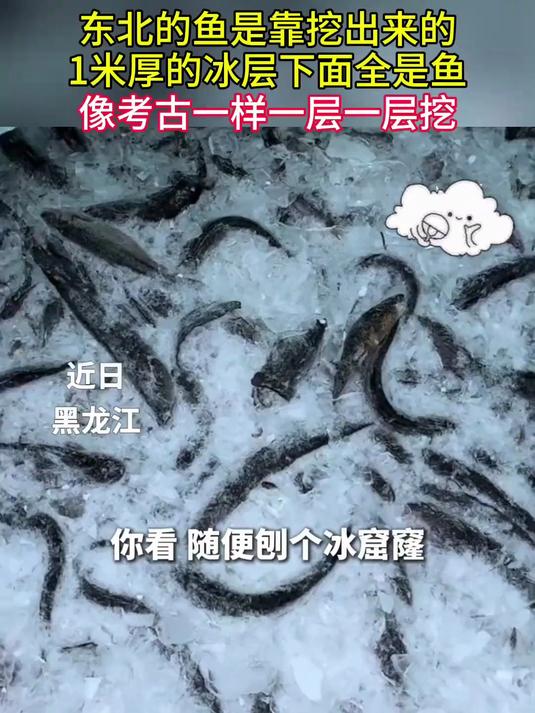 东北的鱼是靠挖出来的,1米厚的冰层下面全是鱼