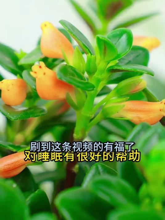 新手必入盆栽,金鱼吊兰简单易活,开启养花新旅程!