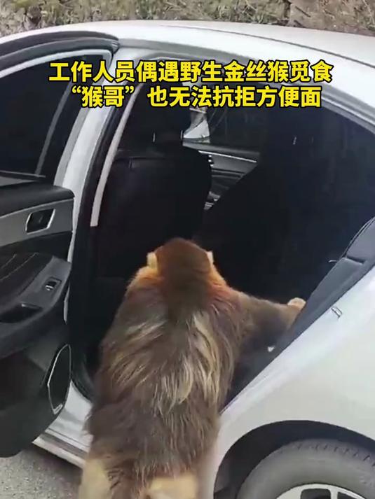 金丝猴也难以抗拒方便面的诱惑让人感叹野生动物的生活压力