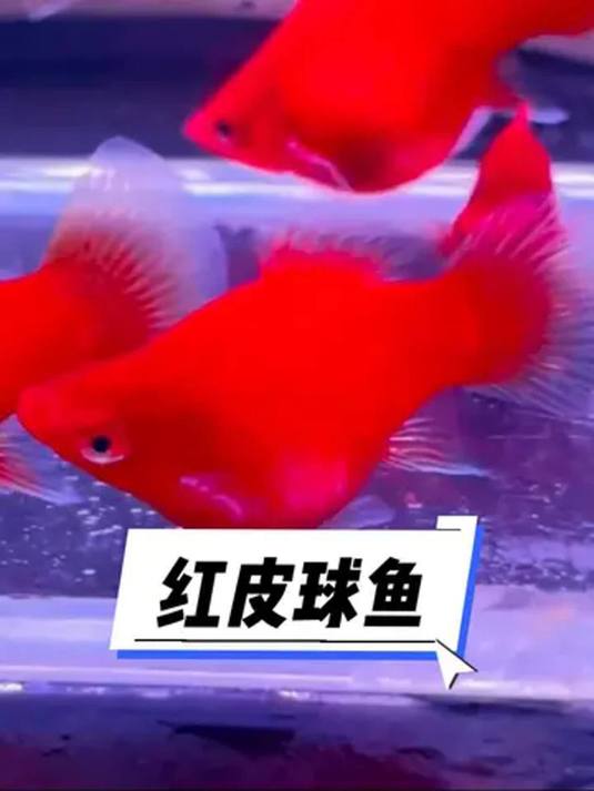 红皮球鱼好养又喜庆 观赏鱼爱好者必备 你养了吗
