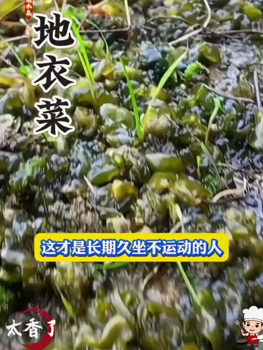 野生地皮菜:天然绿色食材,富含膳食纤维,助力肠道健康!