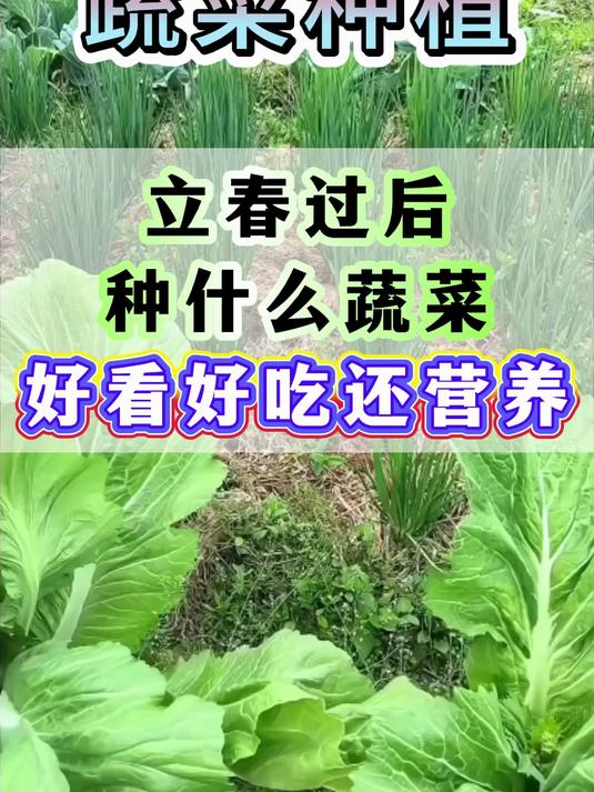 立春过后，种什么蔬菜，好看好吃还营养