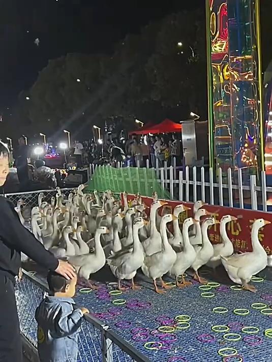 大鹅：你套的是圈 我丢的是命