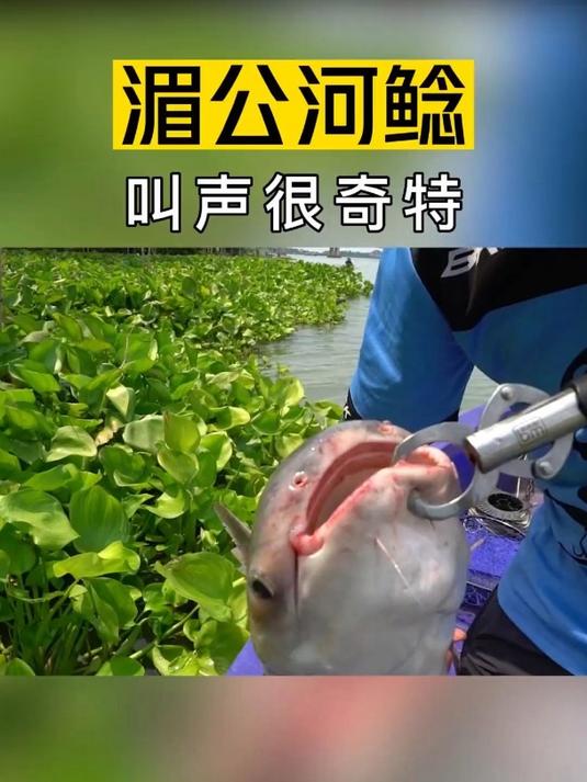 会咕咕叫的湄公河鲶鱼!