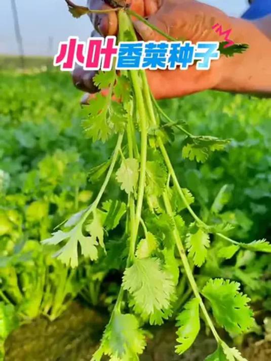 农家老品种小叶香菜籽,四季可播,阳台小院都能种