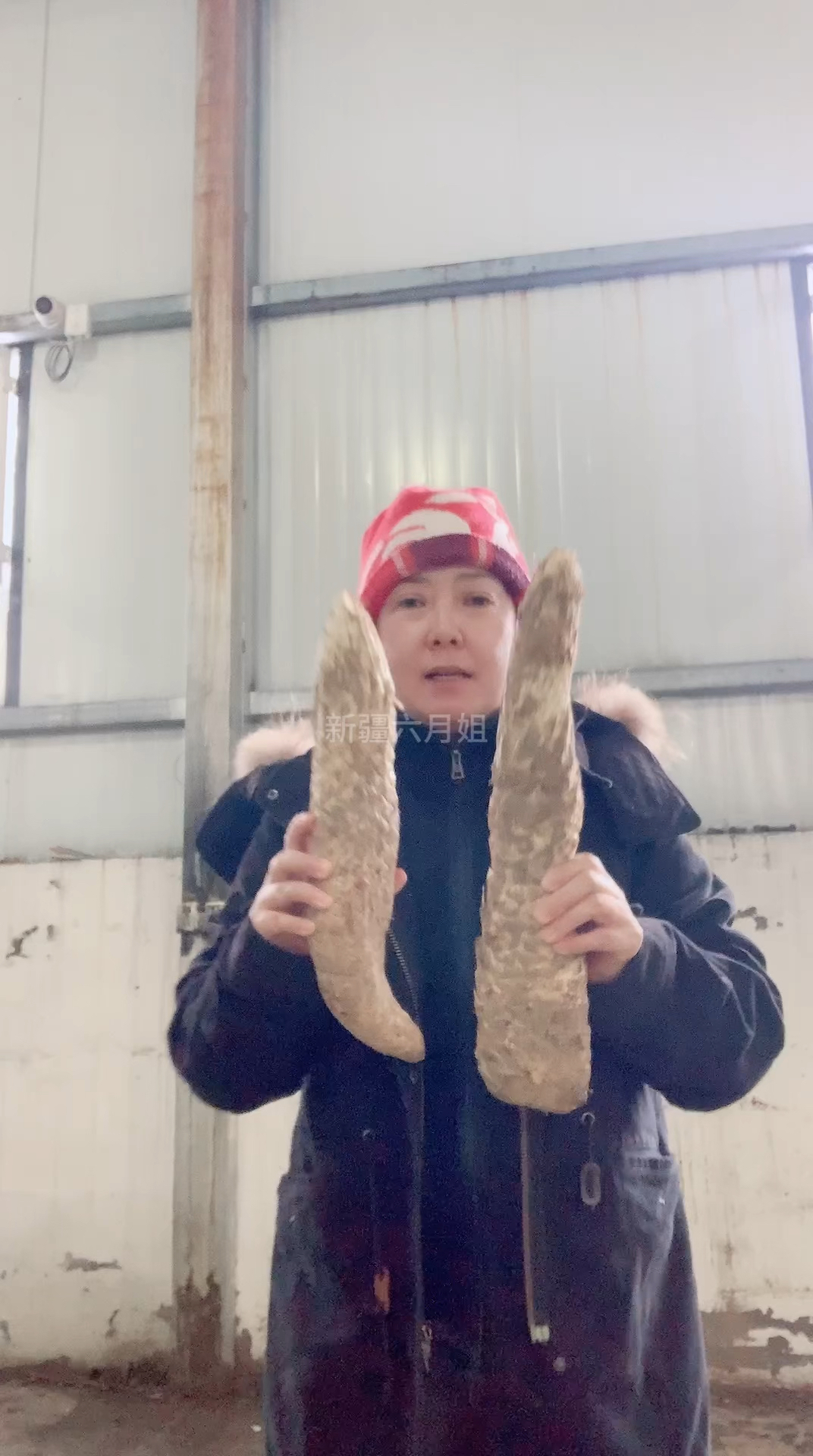 你们知道这是什么吗?可能有 90%的人没有见过它。这就是长在我们新疆沙漠中的肉苁蓉。