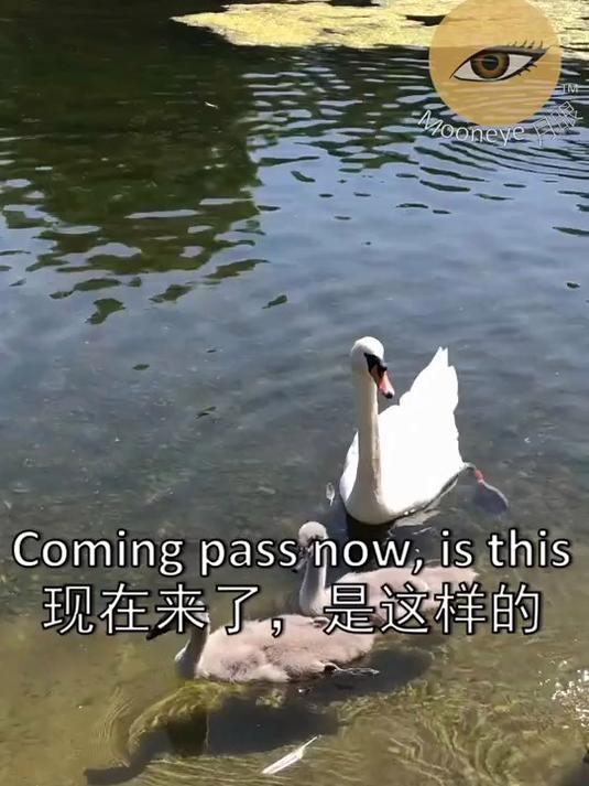 你会用什么英文来形容小天鹅?