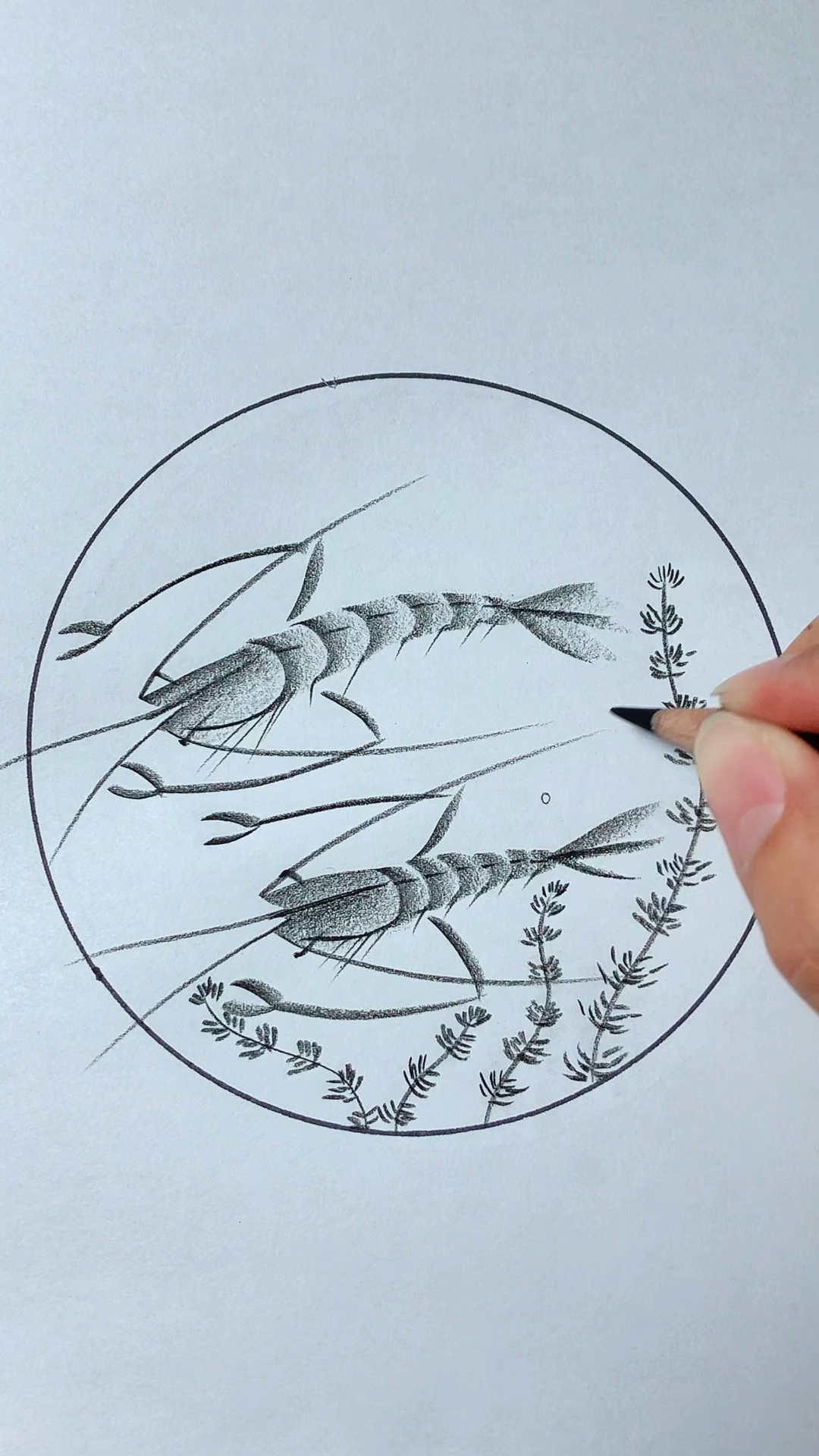 虾这样画,简单又好看