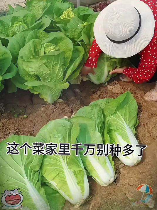 奶油白菜